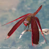 Ramburi Red Parasol Dragonfly
