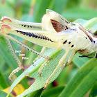 Grasshopper Exoskeleton/Newly emerged Grasshopper