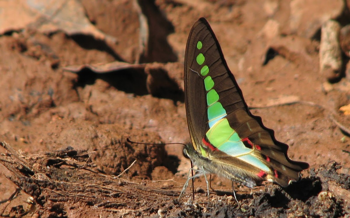 common bluebottle