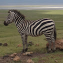 Zebra