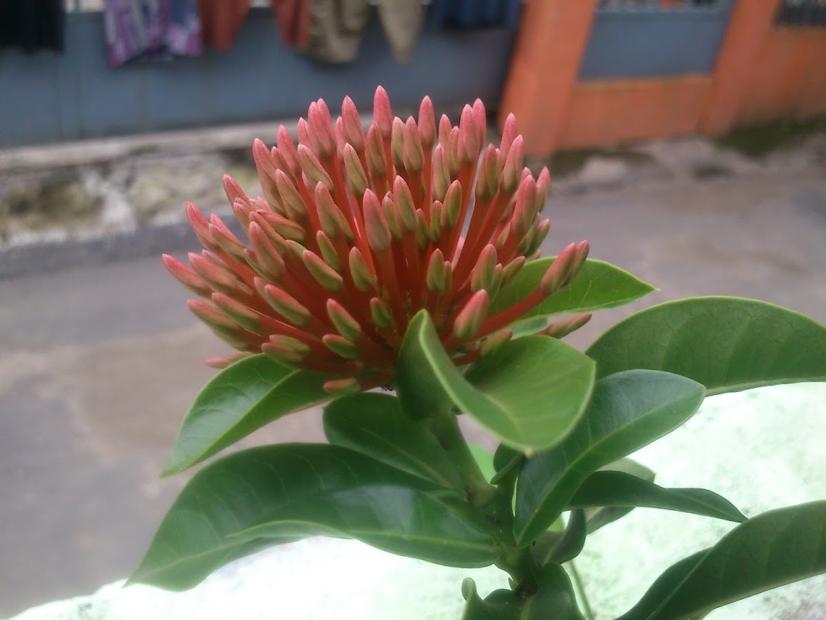 bunga asoka