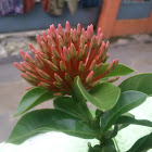 bunga asoka