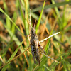 Greek bow-winged Grasshopper