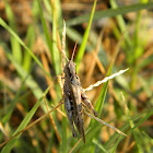 Greek bow-winged Grasshopper