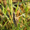 Greek bow-winged Grasshopper