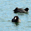 American Coot