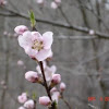 Peach Tree