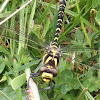 Gold ringed dragonfly