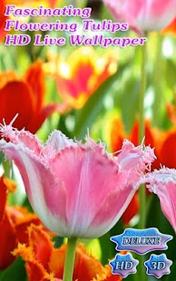 Fascinating Flowering Tulips Screenshots 6