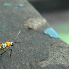 Ailanthus Webworm Moth