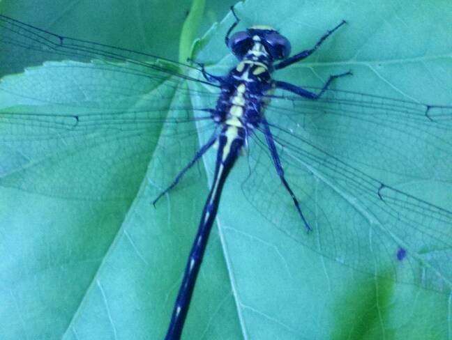 Dragon fly