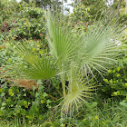 Dessert Fan Palm