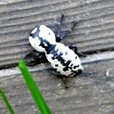 Ironclad beetle