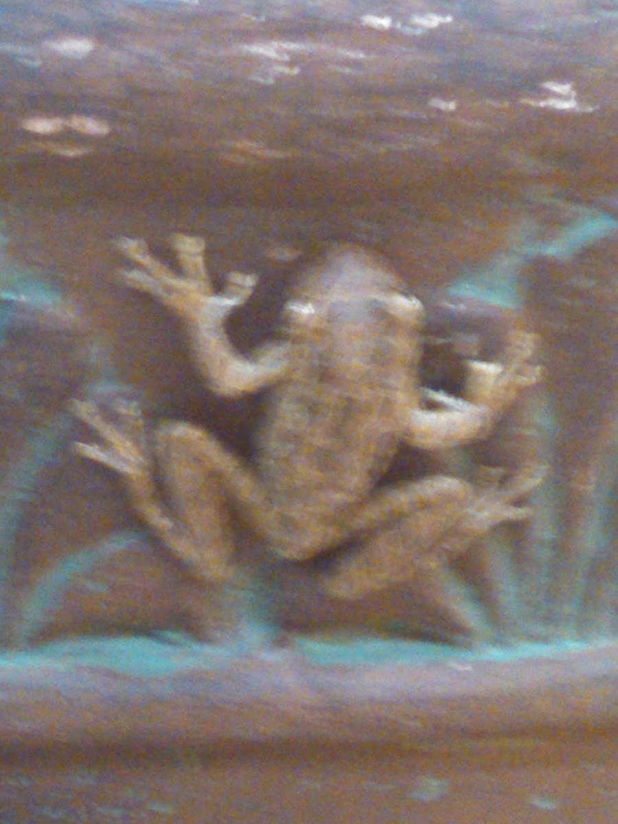 Cuban Tree Frog