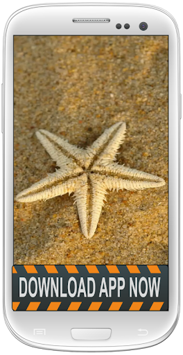 Starfish Android Wallpapers