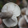 Tricholoma mushroom