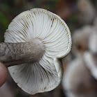 Tricholoma mushroom
