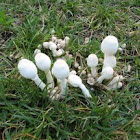 Leucocoprinus (Lepiota) cepaestipes