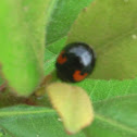 Japanese Ladybug/Harlequin Ladybird