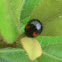 Japanese Ladybug/Harlequin Ladybird