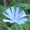 Common Chicory