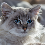Pangurs the kitten by Joseph Martinez -  