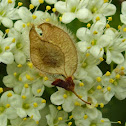 American elm seed