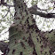 Silk floss tree