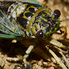 Annual Cicada