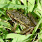 Southern Leopard Frog (?)