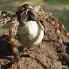 Giant Dock Spider