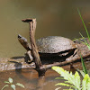 Black River Turtle