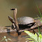 Black River Turtle