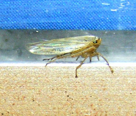 Drabescini Leafhopper