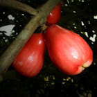 Malay Apple