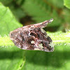 Ricaniid Planthopper