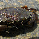 Rock Crab