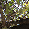 Mistletoebird (female)
