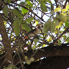 Mistletoebird (female)