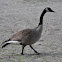 Canada Goose