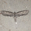 Glaucina Geometer Moth