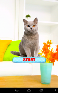 Free Download Kitty Pet Splash Mania Pop Tap APK for Android