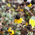 Yellow Flower