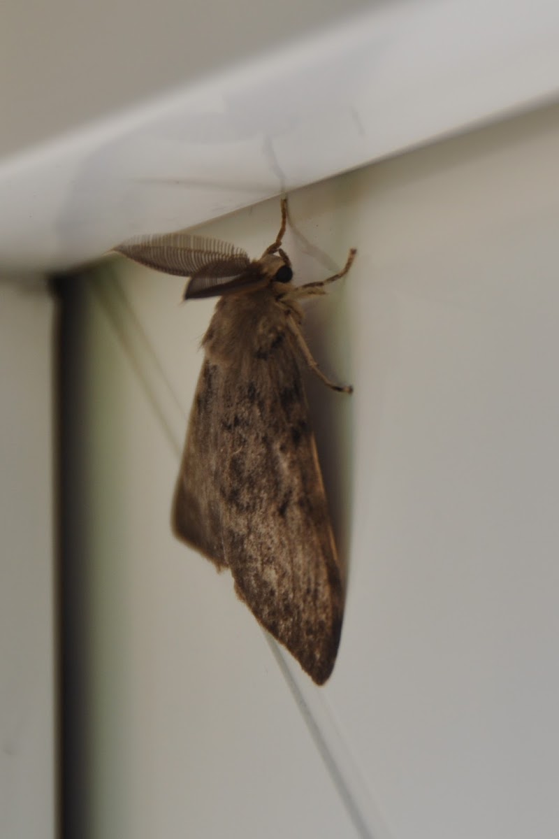 Plakker, Gypsy Moth