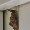 Plakker, Gypsy Moth