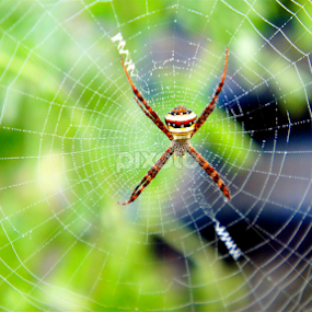 by Shakil Ahmed - Animals Insects & Spiders