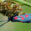 Five spot Burnet moth