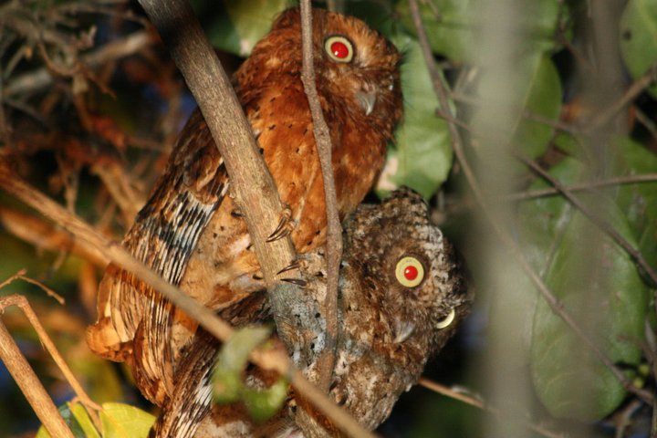 sokoke scops owl