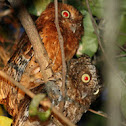 sokoke scops owl