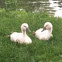 Swan babies